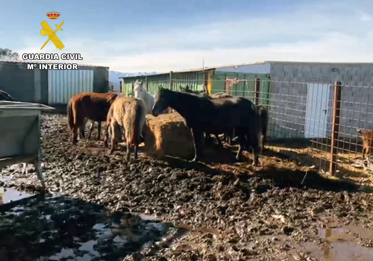 La Guardia Civil descubre a tres ganaderos cántabros que comerciaban con caballos tras ser inhabilitados