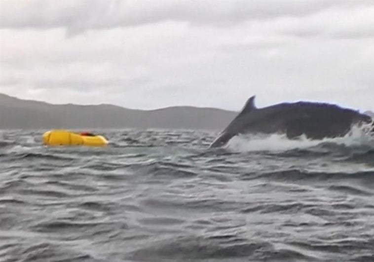 Una ballena se traga y escupe a un piragüista en la Patagonia chilena