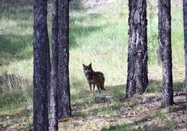 Organizaciones europeas se unen para evitar que la UE rebaje la protección del lobo a partir del 6 de marzo