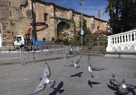 Retirada de los castaños de la plaza del Corro Campíos de Comillas.