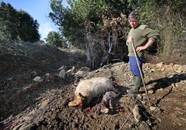 Un vecino de Ruiloba junto a una de las ovejas muertas de Juan.