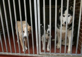 Animales recogidos en Cecapa.