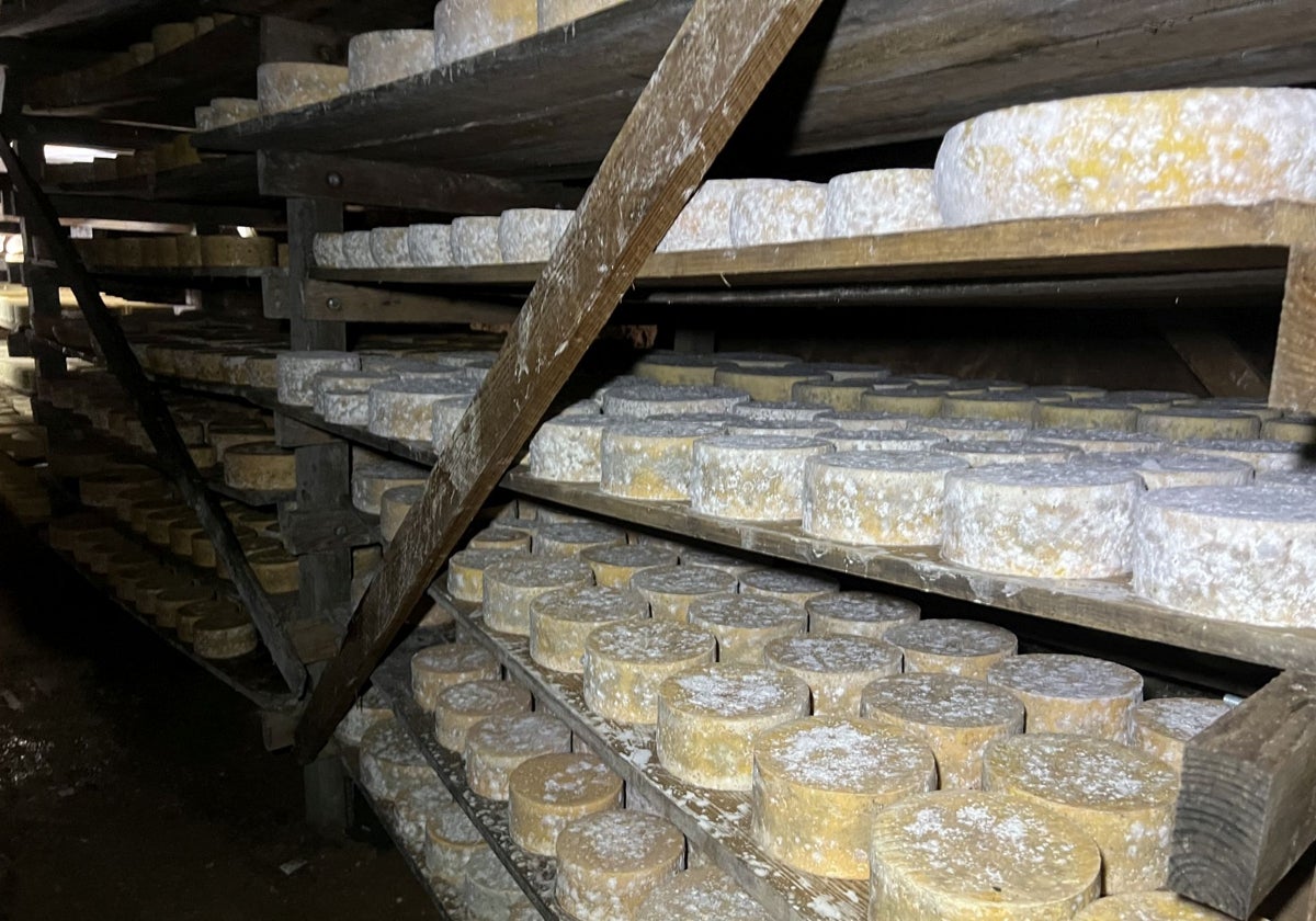 Quesos en proceso de maduración en una cueva en la zona de Picos de Europa, cerca de Tresviso.