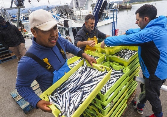 Descarga de bocarte en el puerto pesquero de Santoña.