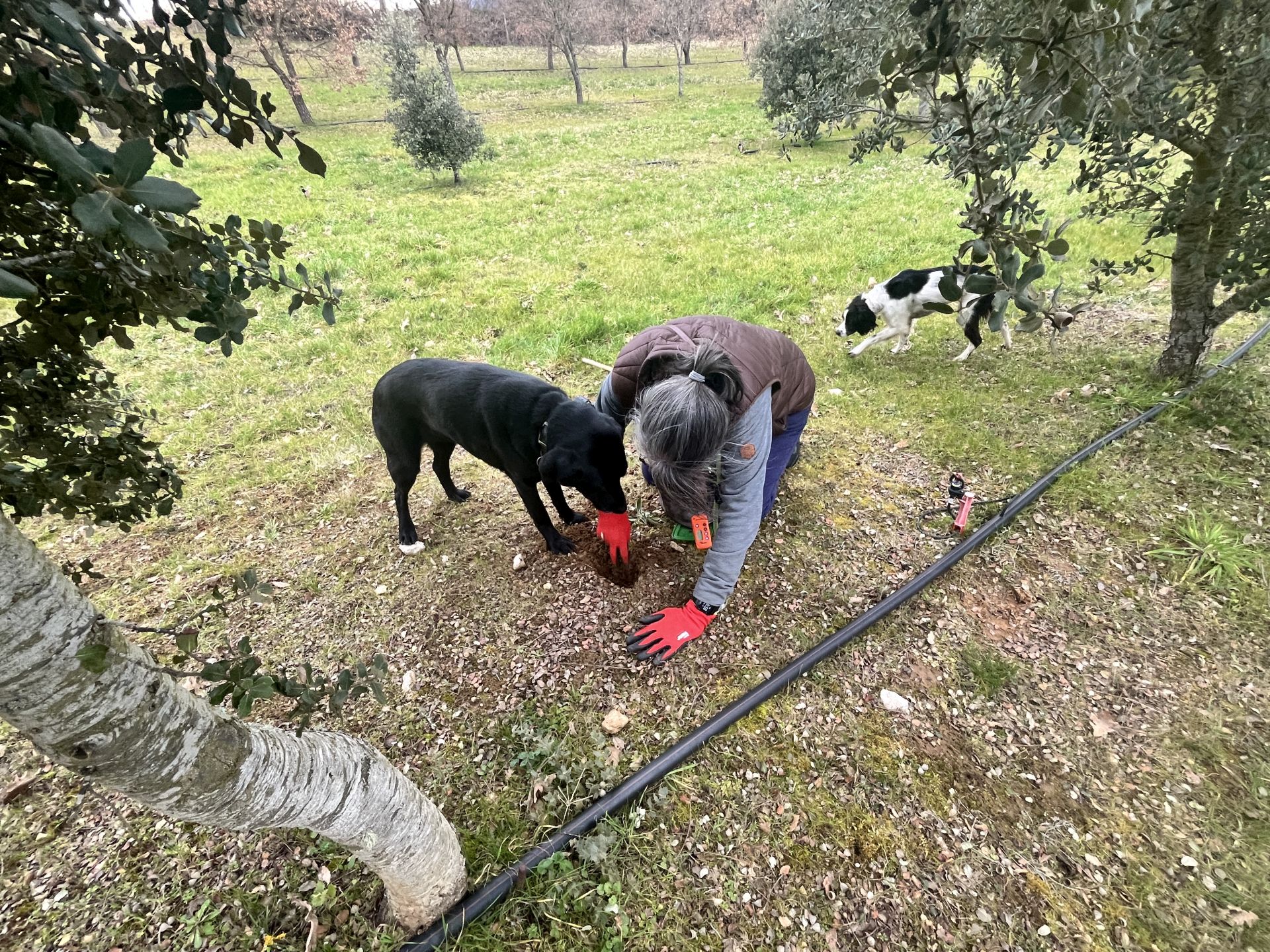 Luz desentierra la trufa olfateada por su perra Savant en la finca de Sobrepeña.