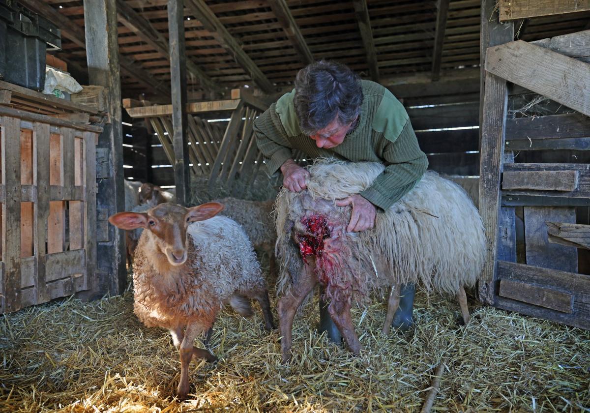 Una ganadero cuida a una oveja de su rebaño que resultó atacada por los lobos en Ruiloba, municipio vecino de Comillas.