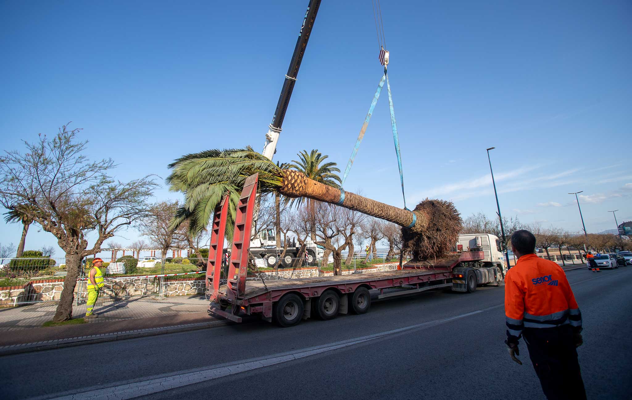 Un largo remolque ha transportado las palmeras del entorno del Banco de España a Piquío.