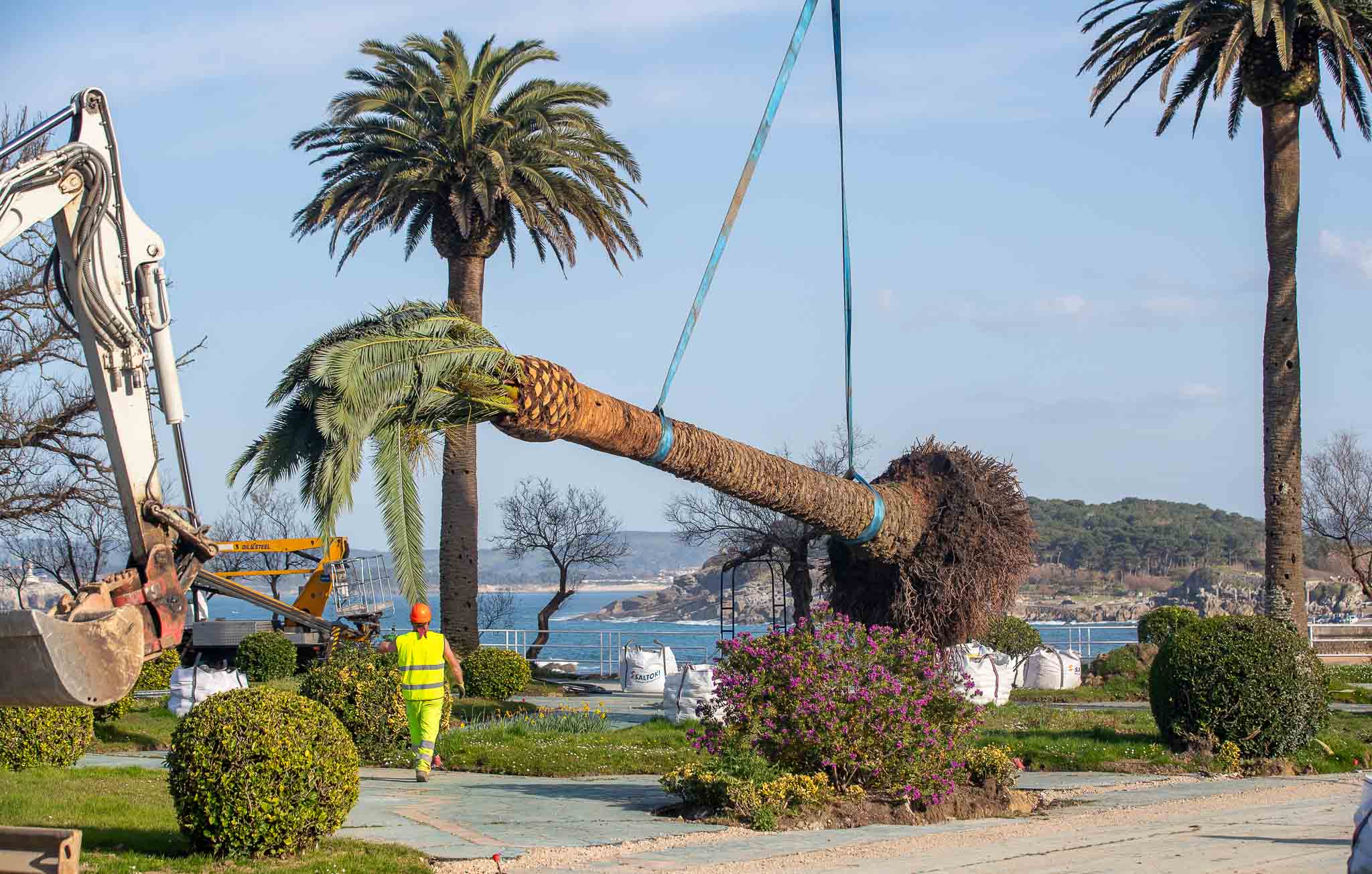 La gría coloca una de las palmeras en los Jardines de Piquío para trasplantarla.