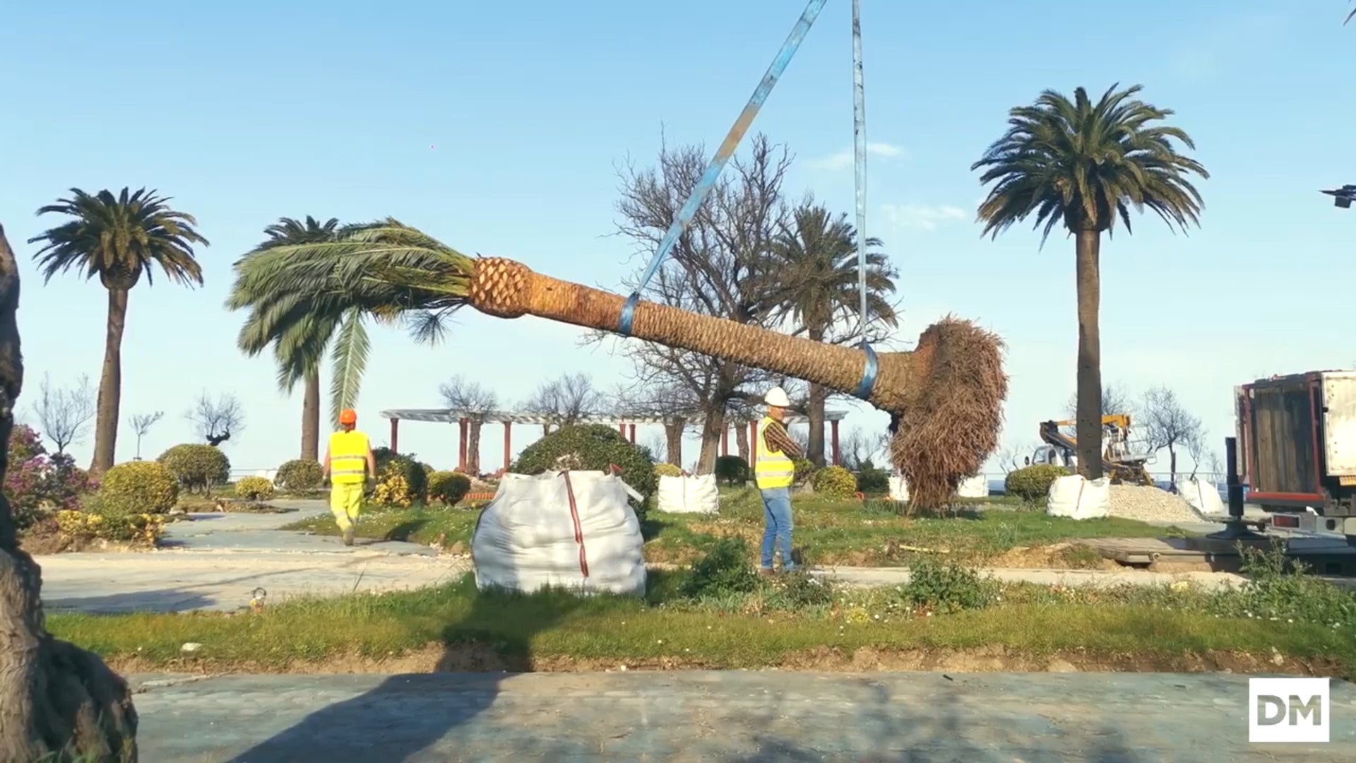 Las palmeras del Banco de España se mudan a los Jardines de Piquío