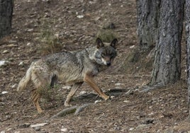 Imagen de un lobo en el parque de Sanabria.