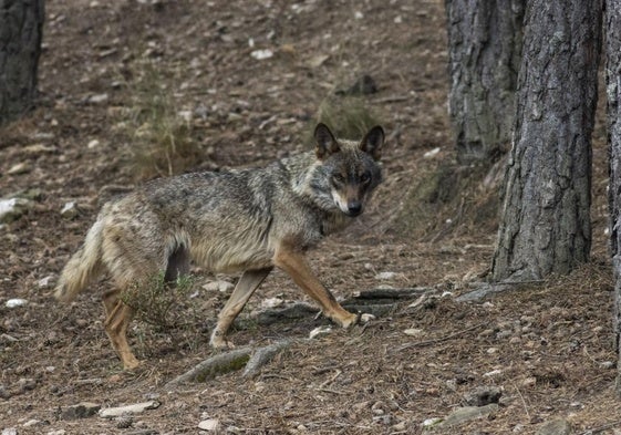 Imagen de un lobo en el parque de Sanabria.
