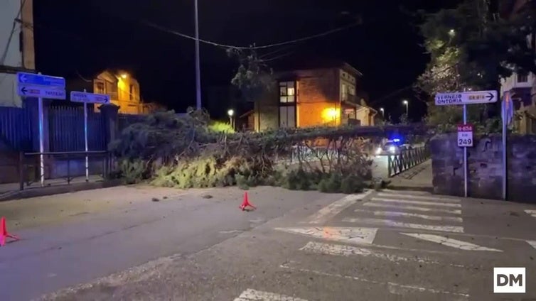 El árbol cayó sobre la carretera nacional