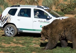 Uno de los vehículos de la 'Visita Salvaje' de Cabárceno, en el recinto de los osos.