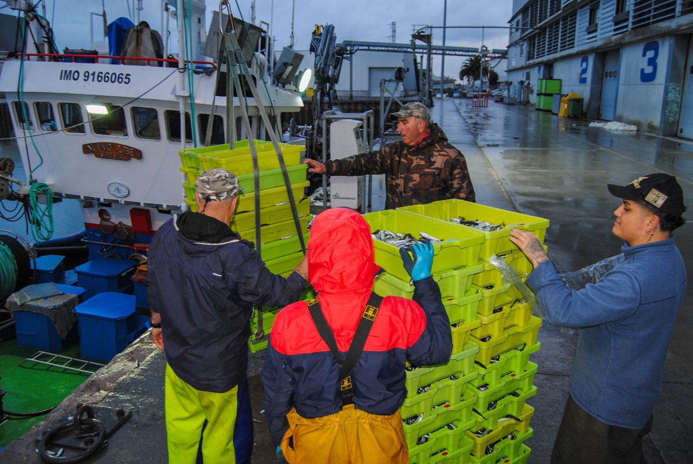 Al amanecer llegaron las primeras cajas con bocarte a la lonja de Santoña.