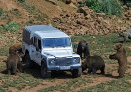 Un grupo de osos, alrededor de un vehículo de Cantur durante una 'Visita Salvaje'.