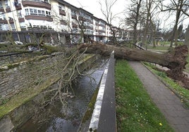 El roble de gran tamaño que se desplomó en el parque de La Losa de Cabezón.