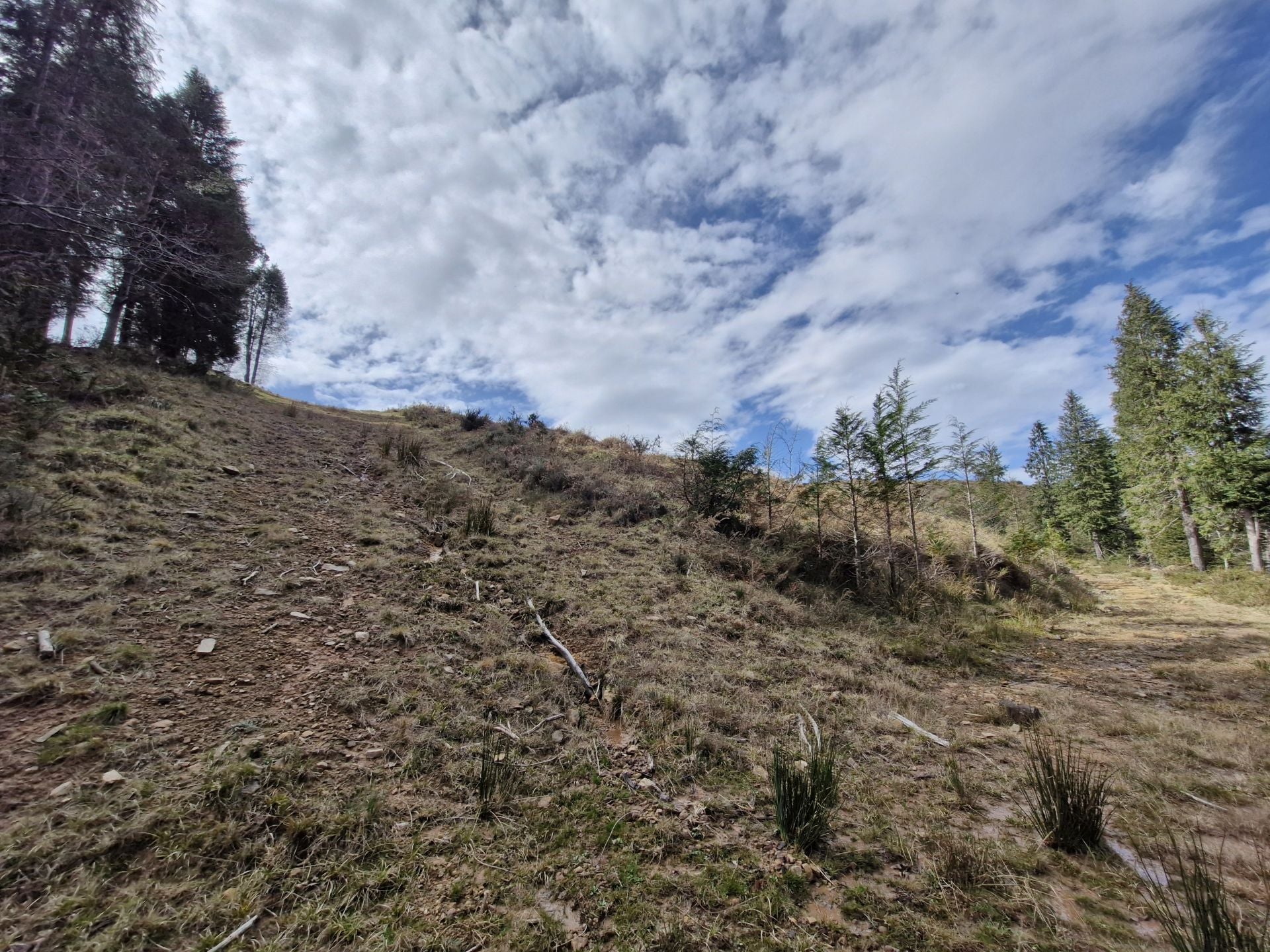 Tras un corto tramo junto al pinar, hay que girar a la derecha para subir esta pequeña pendiente y así dejar el bosque a la izquierda.