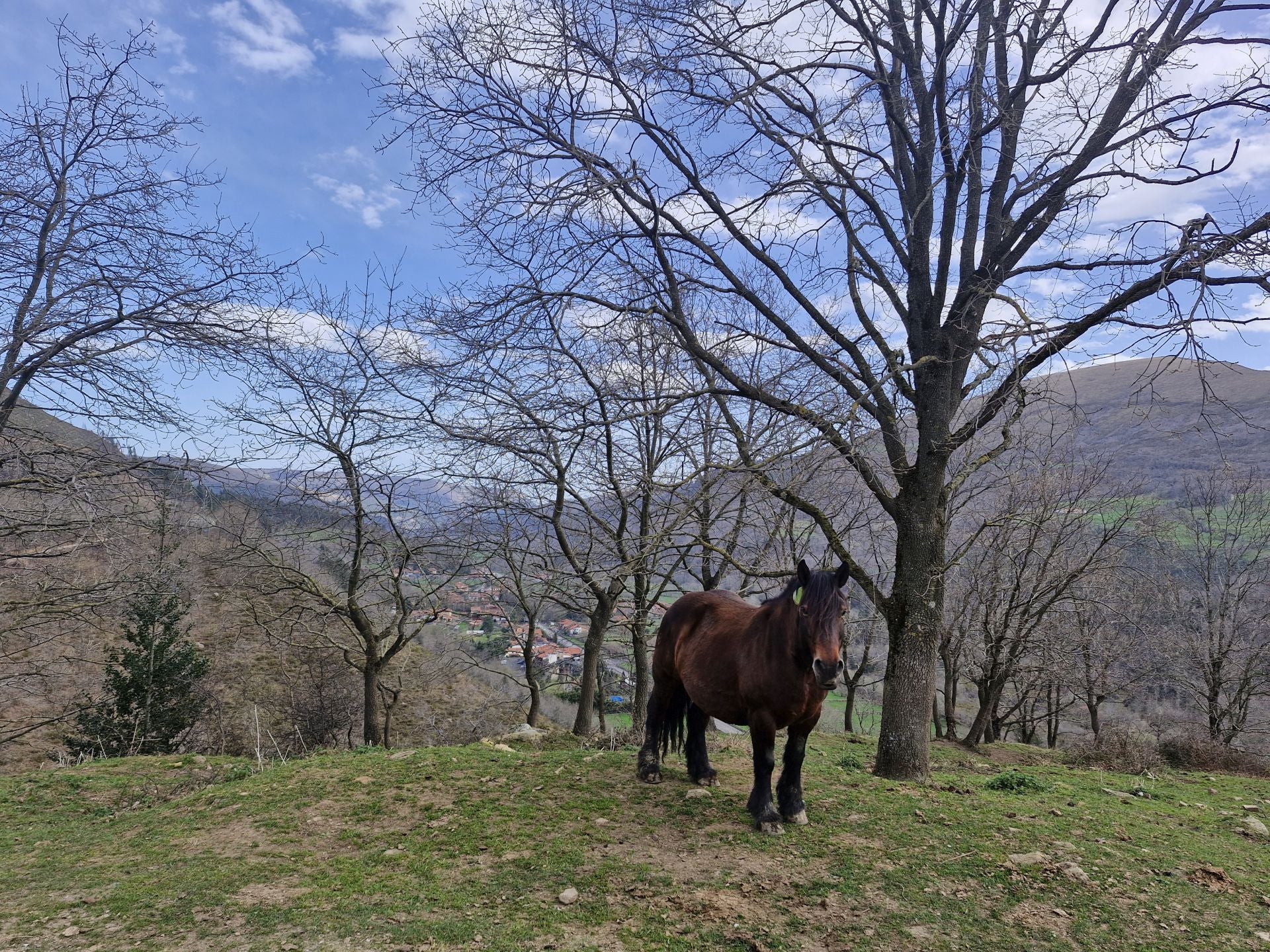 Una yegua, junto al camino. Entre los árboles se divisa Renedo de Cabuérniga.