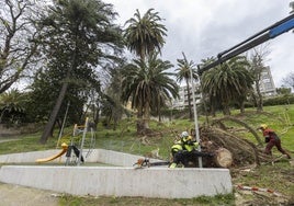 Trabajadores del servicio de Parques y Jardines, ayer, tirando abajo una de las palmeras del parque de Menéndez Pelayo, en Santander.