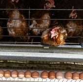 Comprar huevos en Cantabria, más caro que nunca