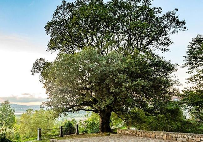 La majestuosa encina de San Roque de Colindres.