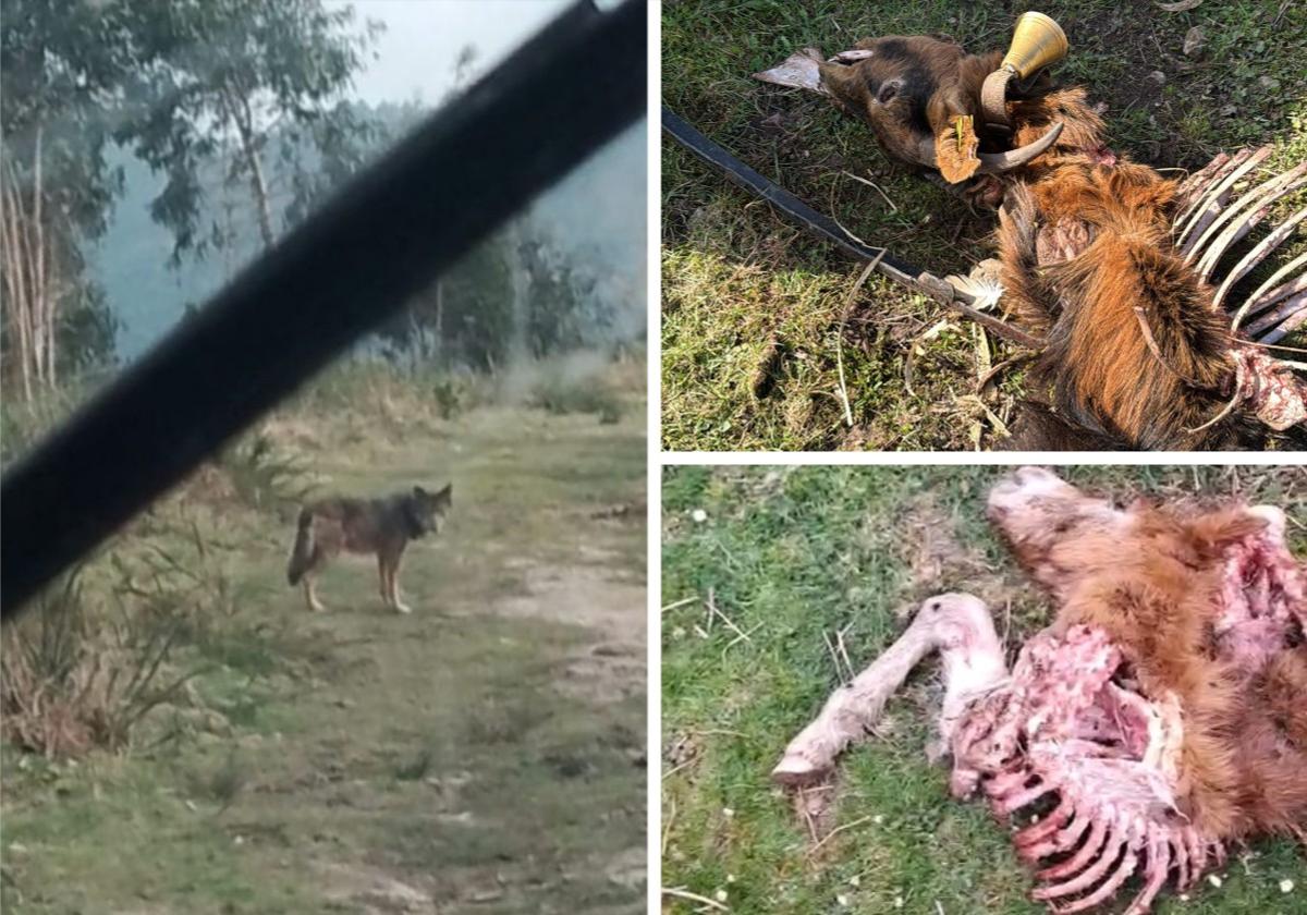 Alertan de la presencia de lobos en el Dobra, Tanos y Viérnoles