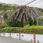 La plaga del picudo rojo en las palmeras se extiende ya por toda Cantabria