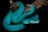 Crece la familia del reptilario de Cabárceno
