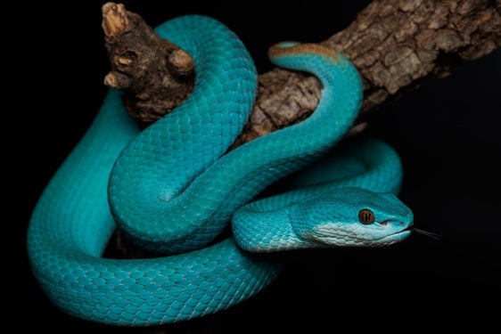 Ejemplar de crótalo azul, originario de Indonesia. La víbora del musgo se encuentra en serio peligro de extinción.