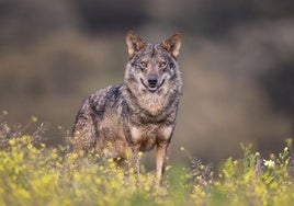 Ejemplar de lobo ibérico, cuya especie está siendo controlada en Cantabria.