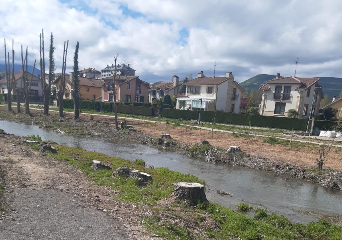 El Ayuntamiento tala varios chopos a petición vecinal por «el peligro» de caída