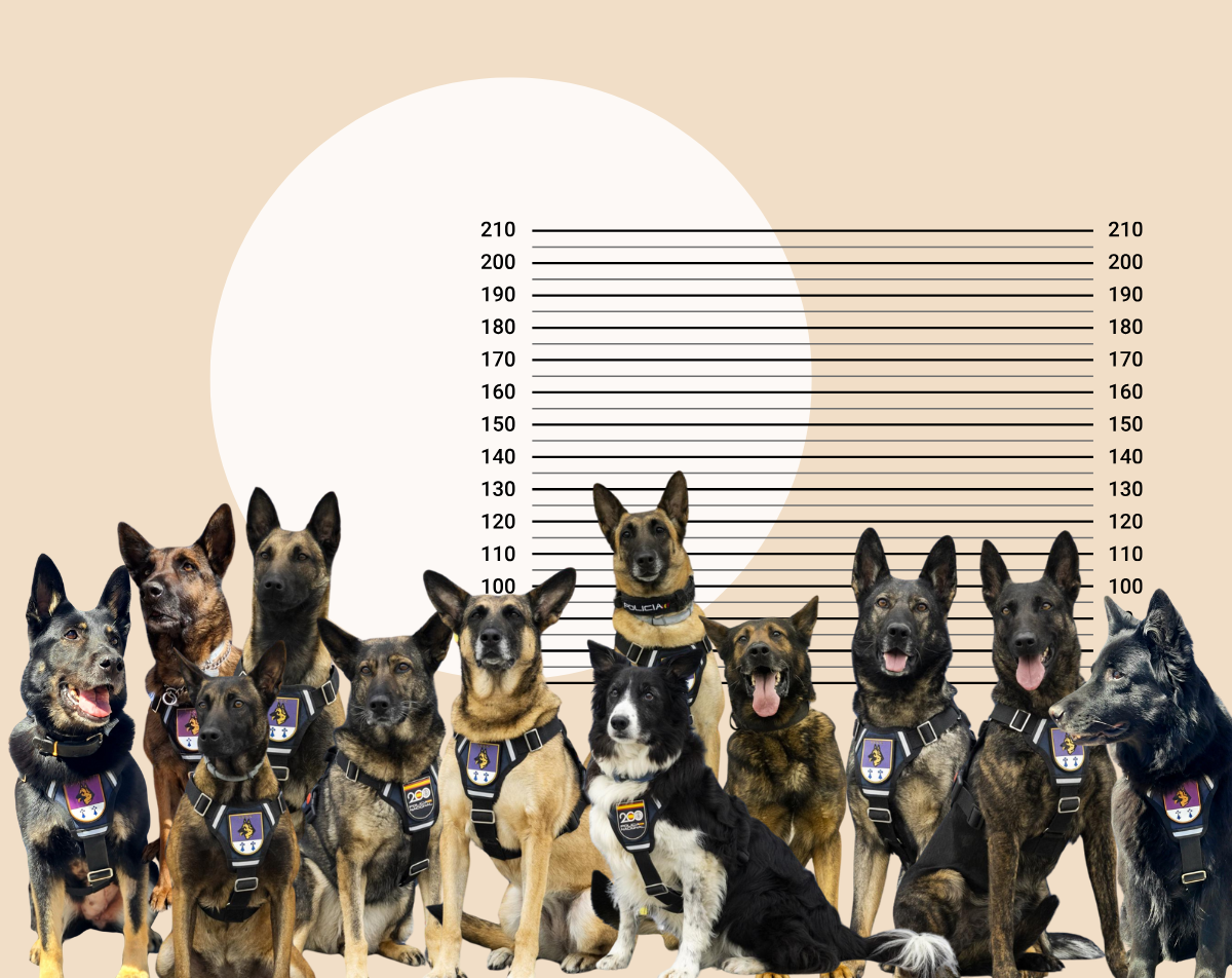 La 'patrulla canina' de Cantabria