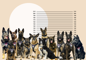 La 'patrulla canina' de Cantabria