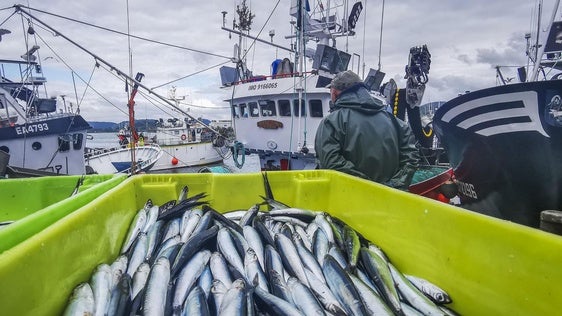 Así se elabora la mejor Anchoa de Cantabria de 2025