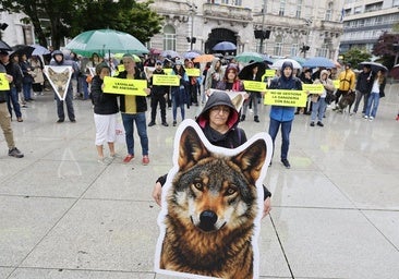 Concentración, a mediodía, en la plaza del Ayuntamiento de Santander en defensa del lobo.