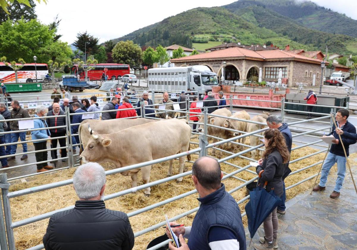 Lote de vacas de José Ignacio Gómez, de Espinama, que recibió el premio a la mejor ganadería del concurso-exposición.