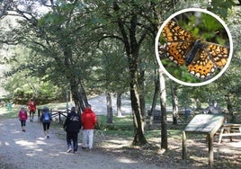 La mariposa tigra podría ser una de las que observaran los participantes en esta actividad.