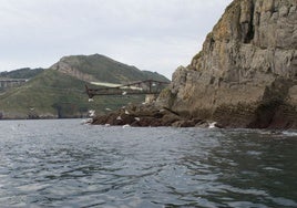 Gaviotas en Mioño.