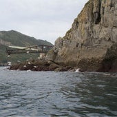 Gaviotas en Mioño.