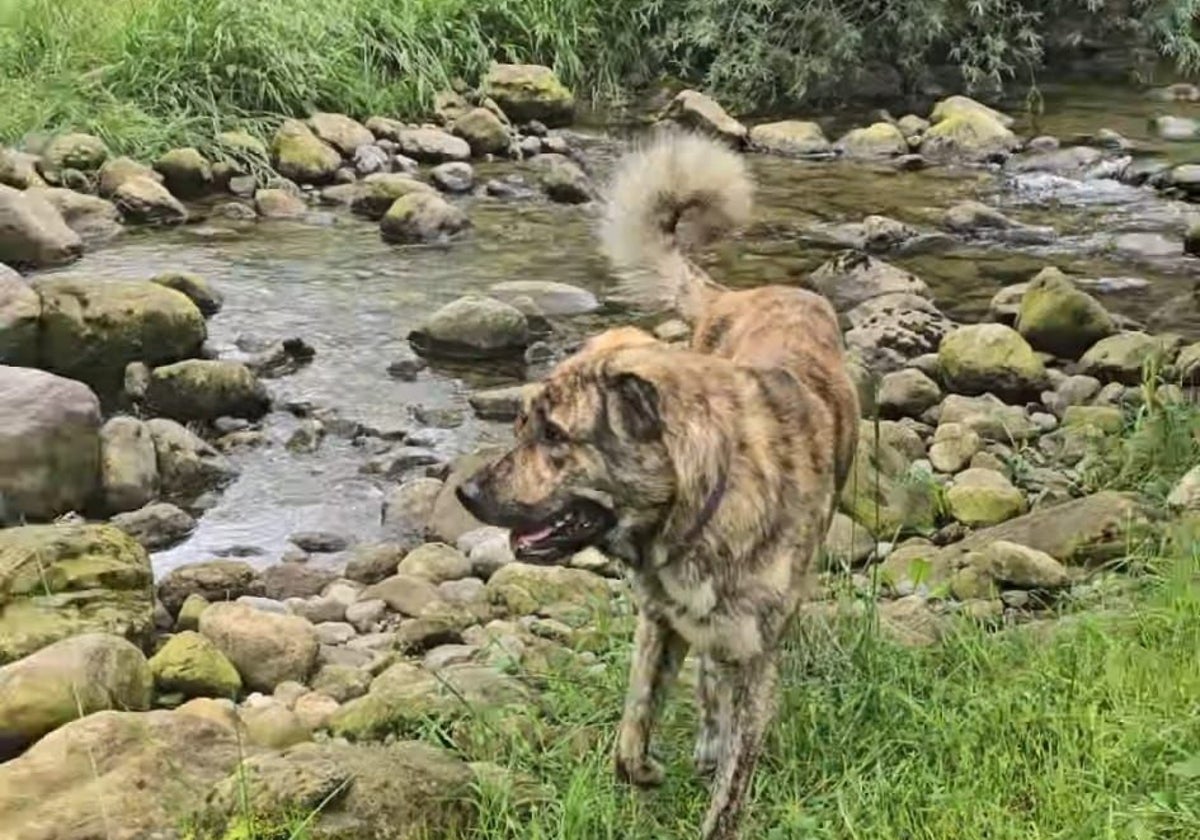 La Guardia Civil investiga a dos personas por envenenar perros en San Roque