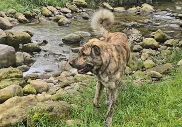Imagen de Max, el mastín envenenado en La Concha que falleció por la ingesta de veneno de caracol.