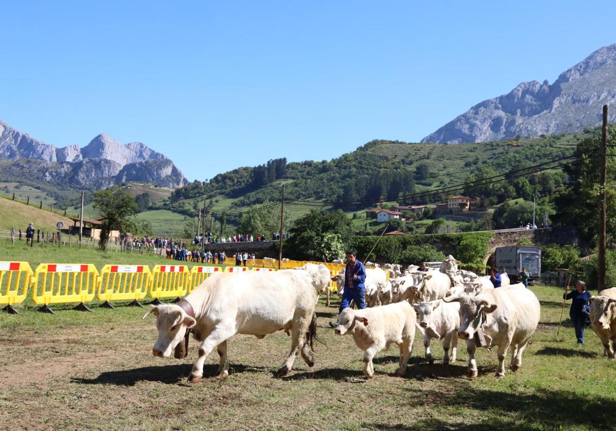 La finca de Soarmaño acogió la celebración de la feria en Tama