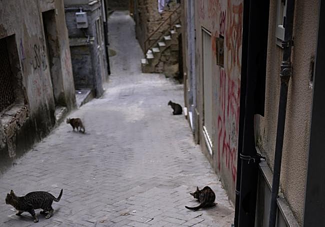 Gatos en Enna.