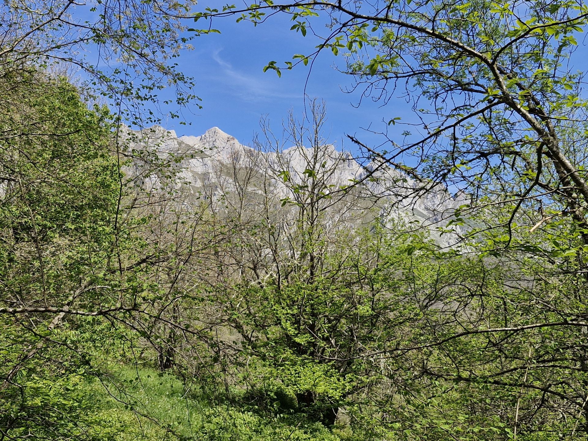 Entre los árboles, ya se dejan ver las montañas del fondo.