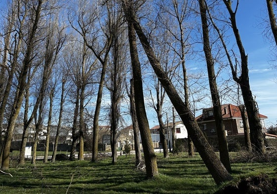 Los chopos del Pozo Pozmeo, con las raíces sueltas y las copas secas.