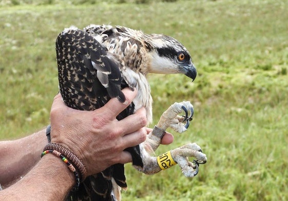 Jano, ejemplar de águila pescadora anillado en la marisma del Conde.