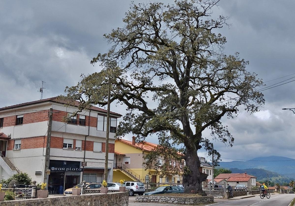 La vieja Encina de Mata languidece tras atesorar en sus raíces varios siglos de existencia