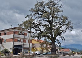 La histórica Encina de Mata ha ido progresivamente perdiendo porte, verdor y espesor.