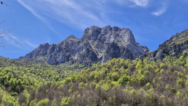 Una vista espectacular del bosque, con las montañas detrás.