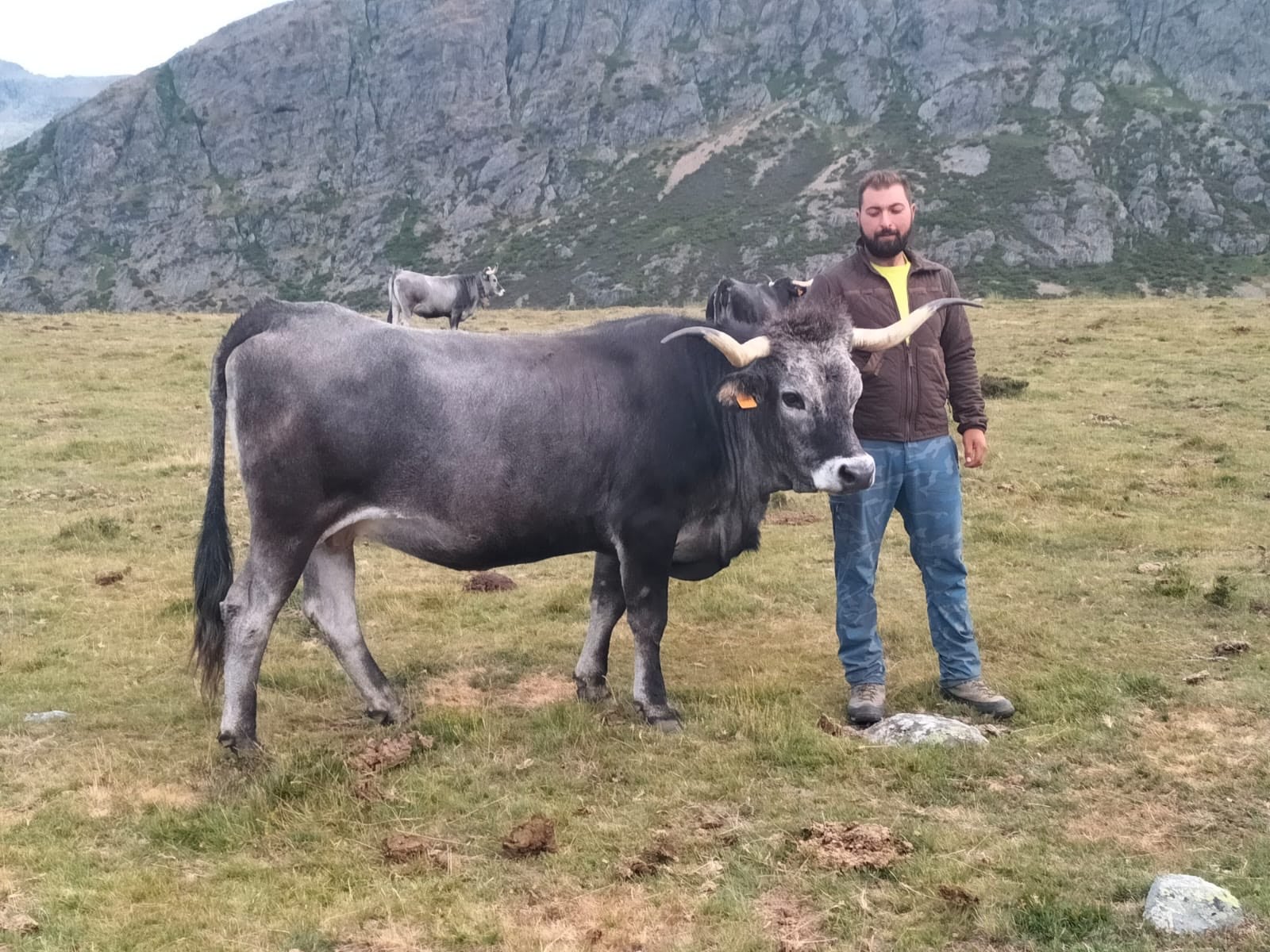 'Cana' es nacida y criada en Vega de Liébana. A sus seis años desfilará este sábado con el resto de tudancas de Daniel Martínez.